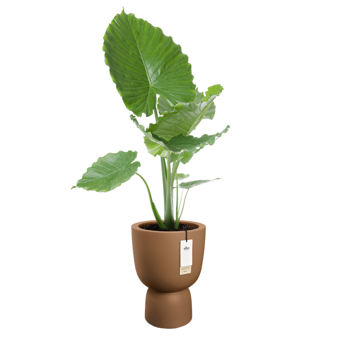 amber coupe round 41cm karamell